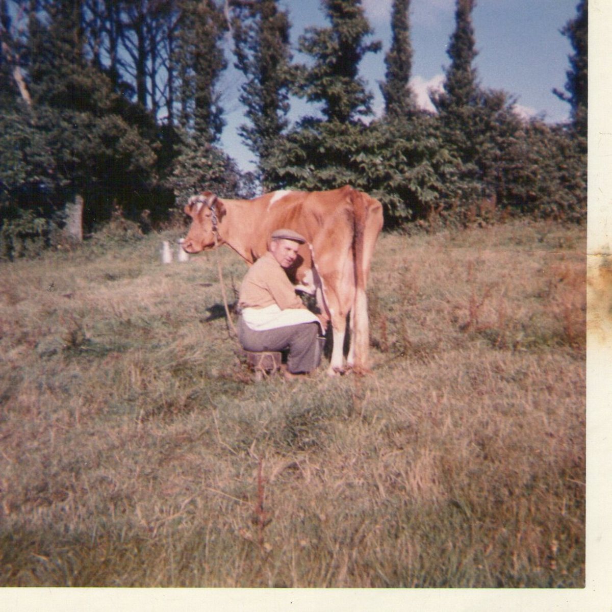 Original Old Guernsey Farming Pictures and Photos. HubPages