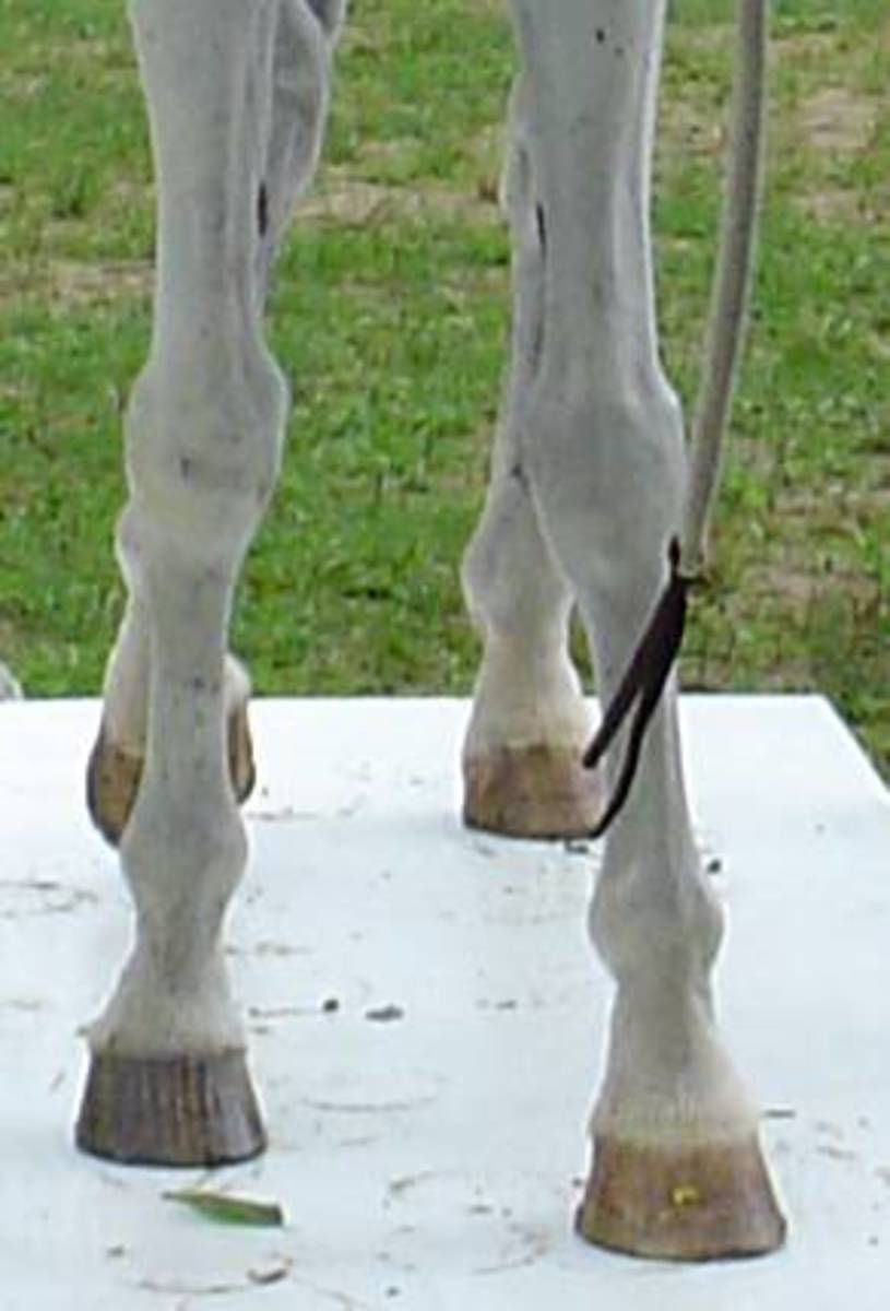 Horse Hoof Color HubPages
