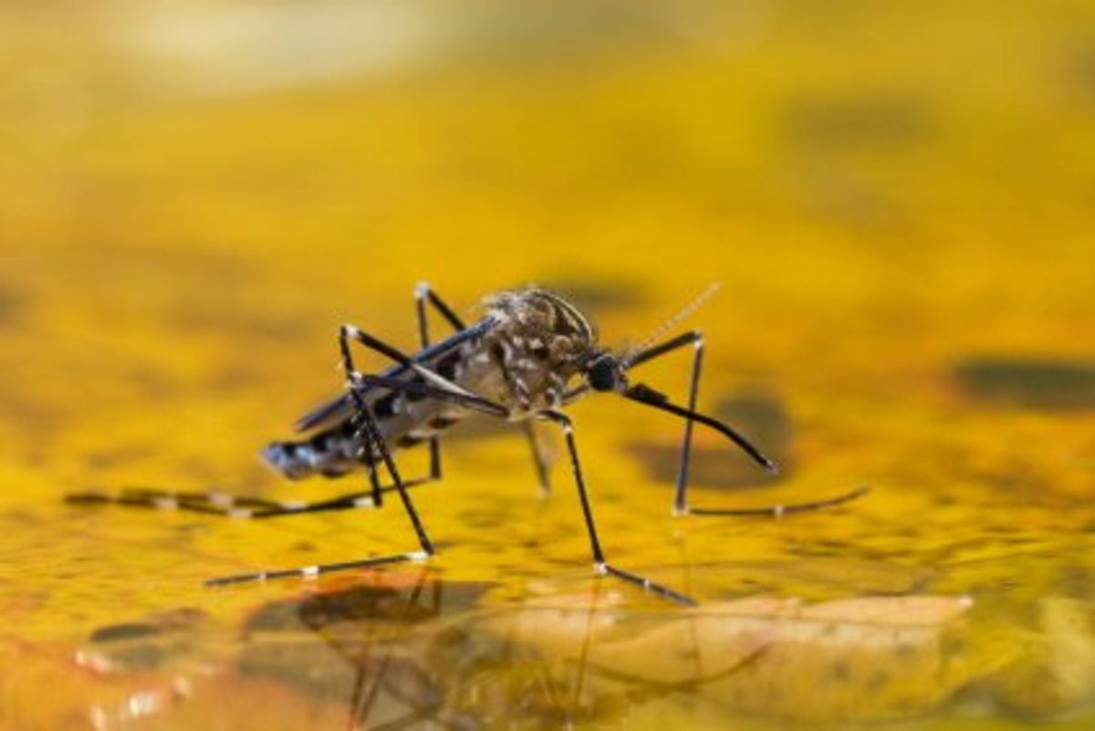 All About Mosquito Facts | Dengarden