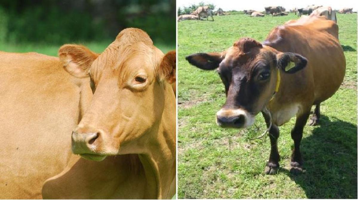 Difference Between Jersey Cow Milk And Desi Cow Milk at Harold Cornell blog