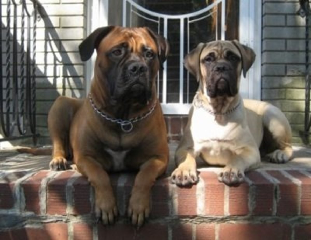 Large Dog Breed Information and Photos PetHelpful