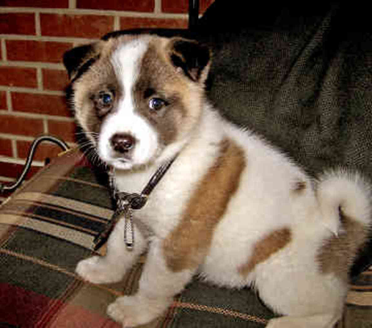 Large Dog Breed Information and Photos PetHelpful