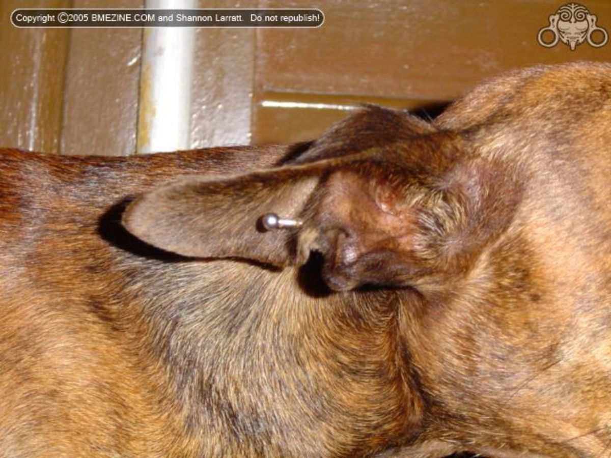Would you pierce your dog or cats ear? hubpages