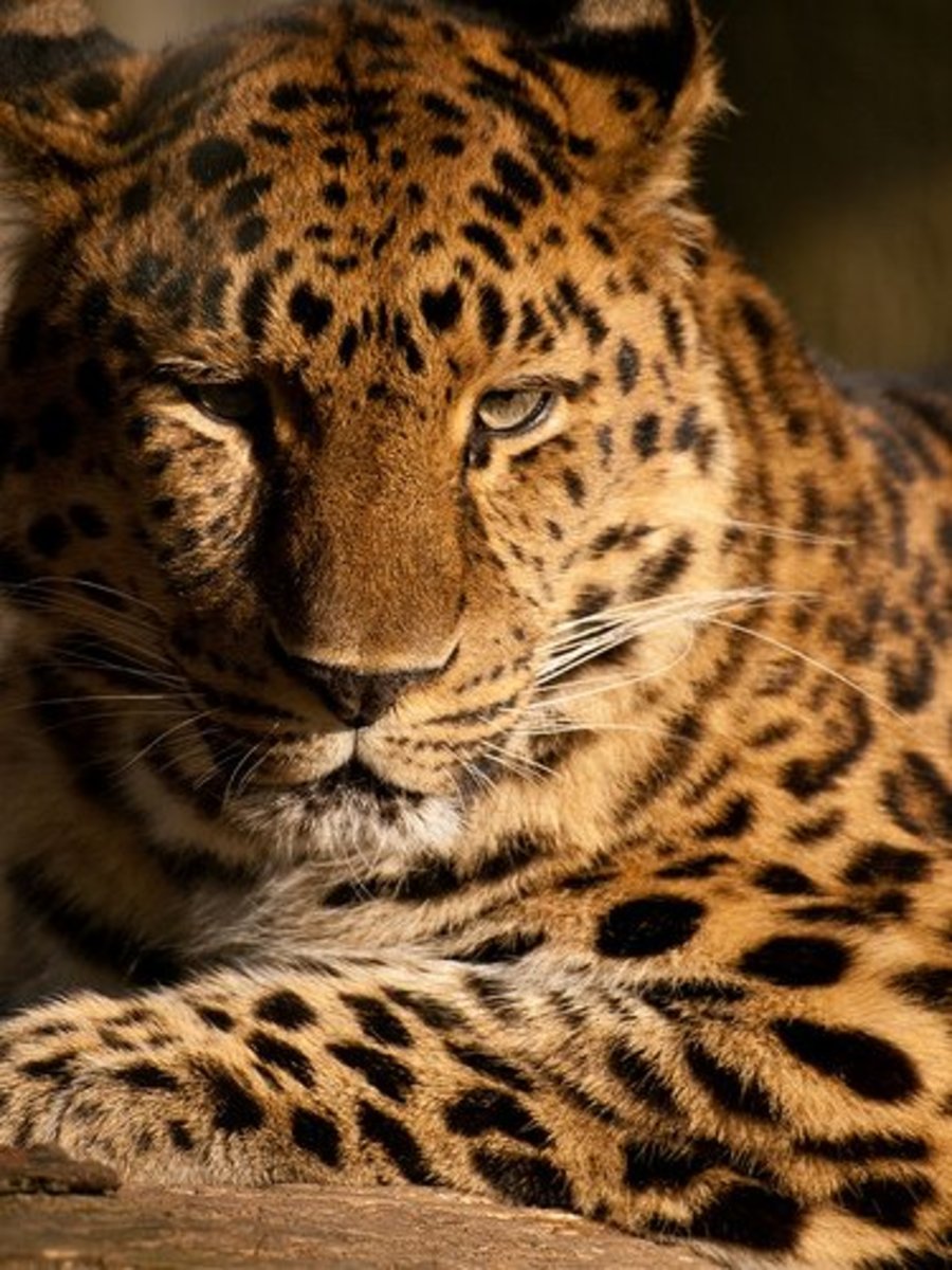 A List of the World's Top 10 Most Endangered Animals & Species Owlcation