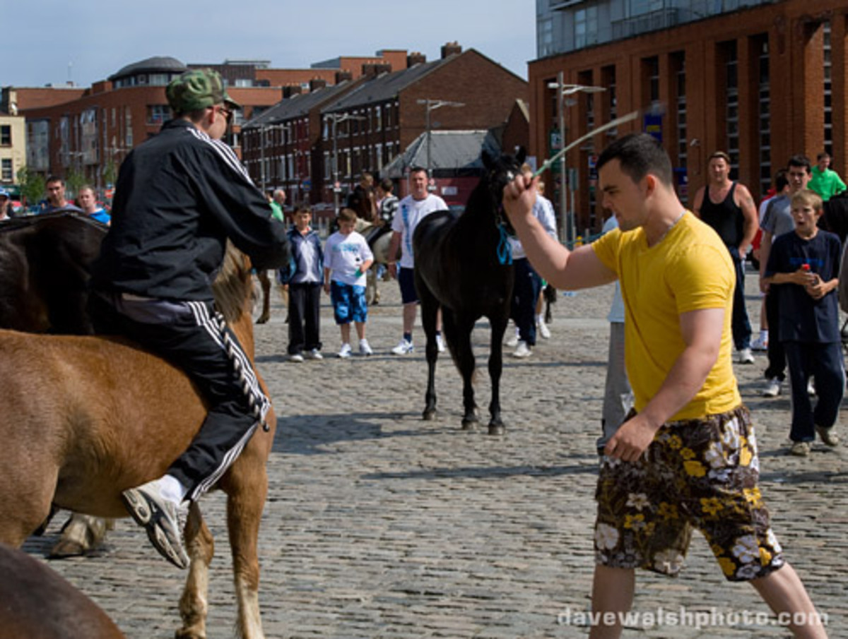 Animal abuse and cruelty at Smithfield Horse Market in Dublin HubPages