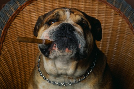 Strange Real Laws HubPages