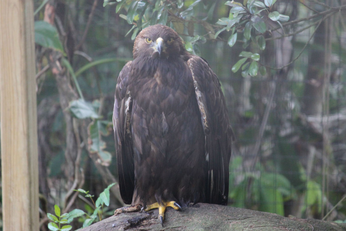 Florida Best Tourist Attractions and Places to Visit Flamingo Gardens in South Florida Fla