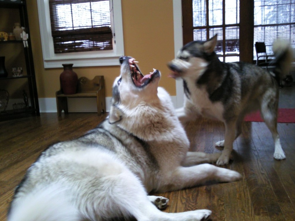 Malachi And Shiloh My Giant Alaskan Malamutes hubpages