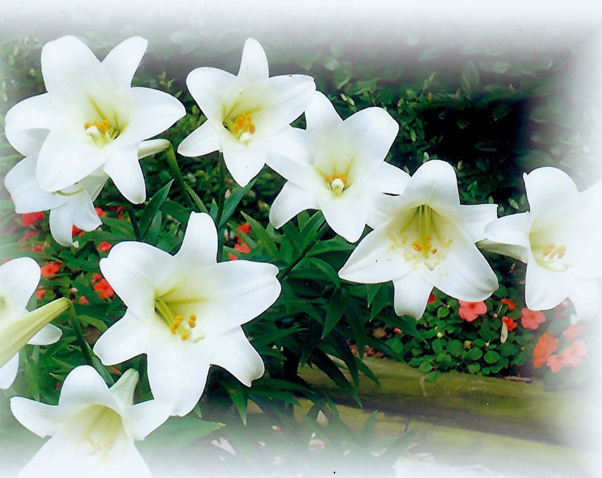 Pictures of Blooming Easter Lilies in our Backyard HubPages