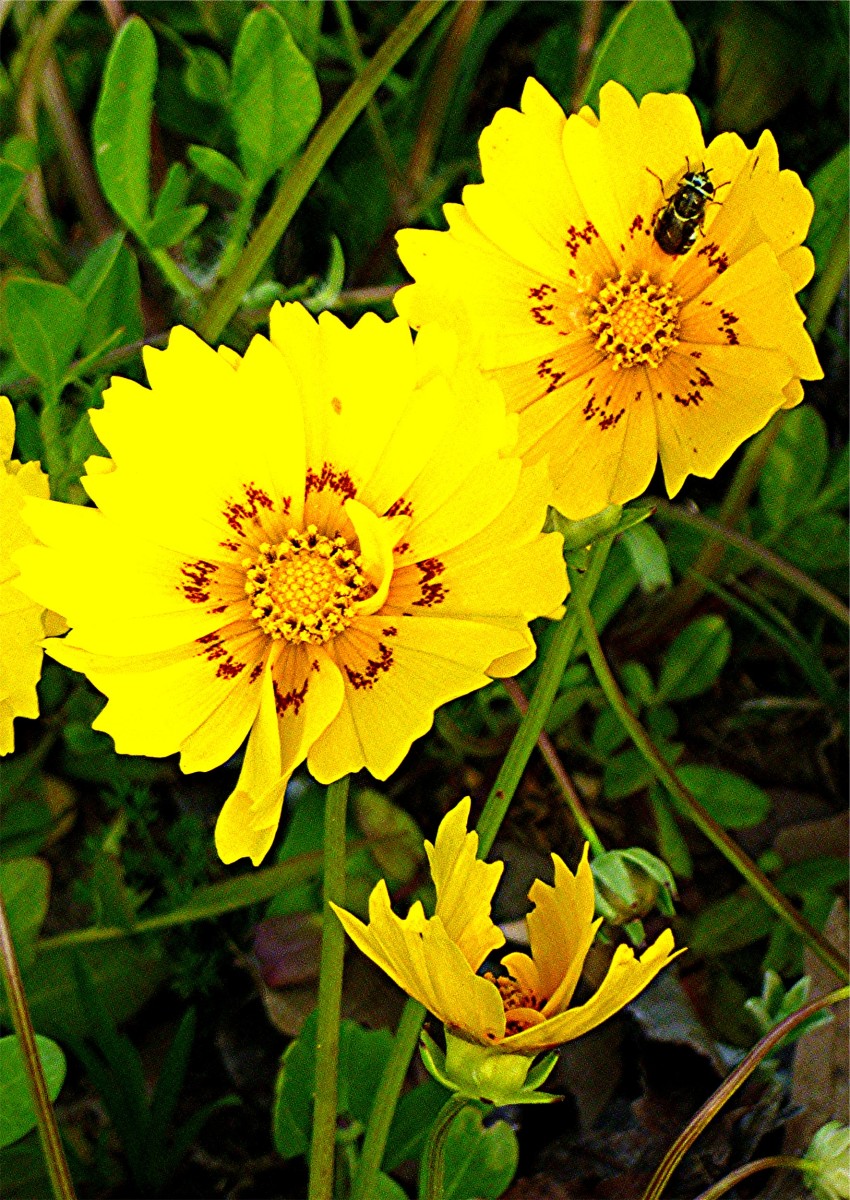 Pictures of Beautiful Wildflowers in our Houston, Texas Subdivision