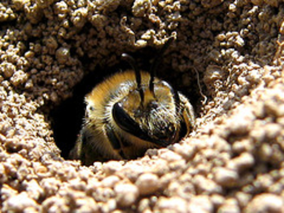 Bee friendly Gardens. Help the Honey Bees Awesome pictures of our busy