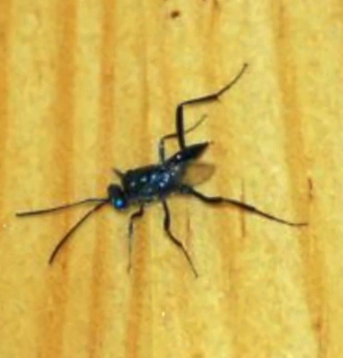 Ensign Wasps Don't Sting People but Will Kill Cockroaches Owlcation