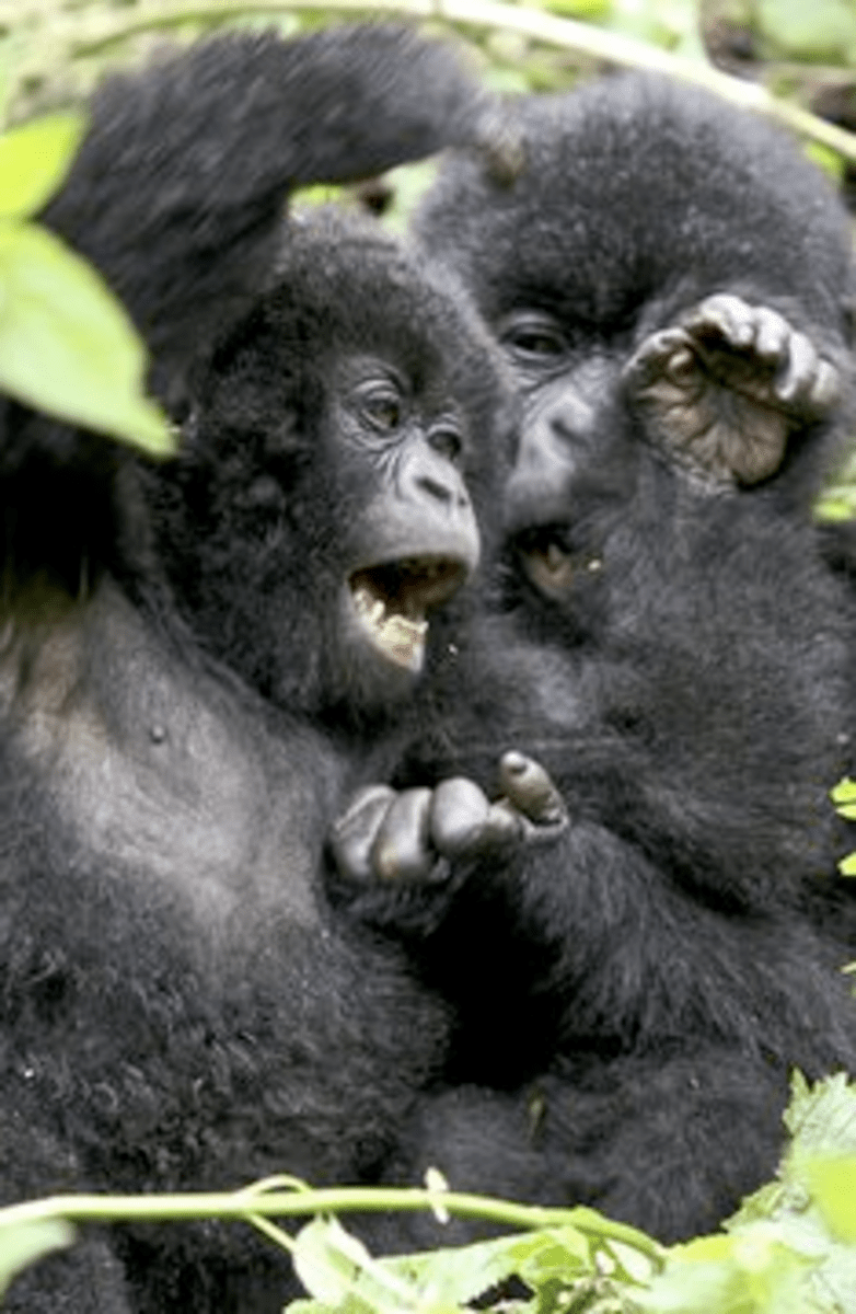 Gorillas and Humans 10 Facts on Why We are More Similar Than We Think