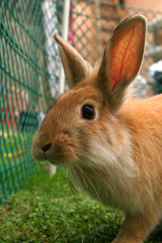 Are You Rabbit Ready? Essential Rabbit Supplies You Will Need to