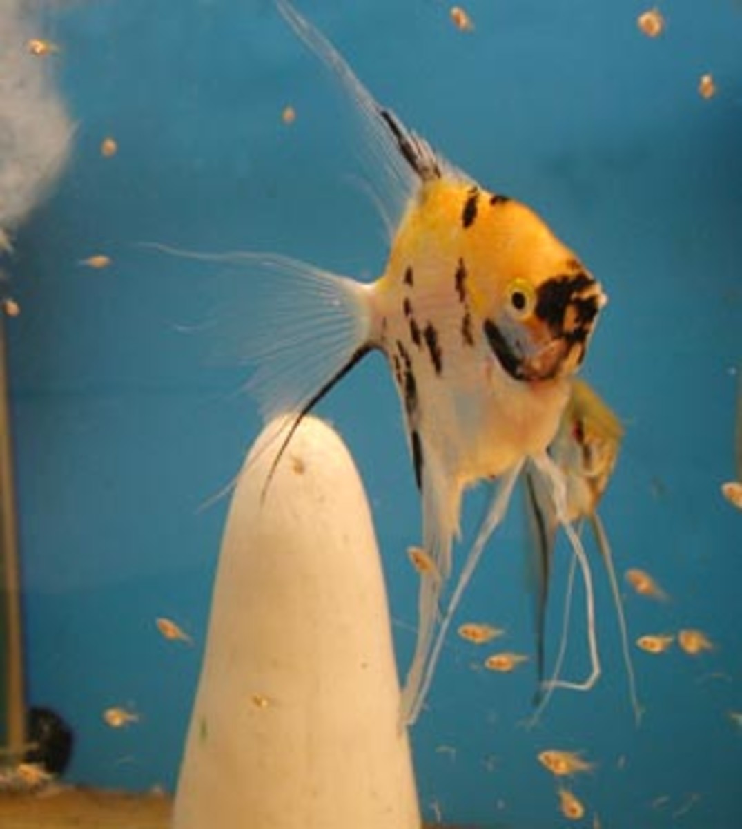 What Foods To Feed Baby Angelfish Fry HubPages