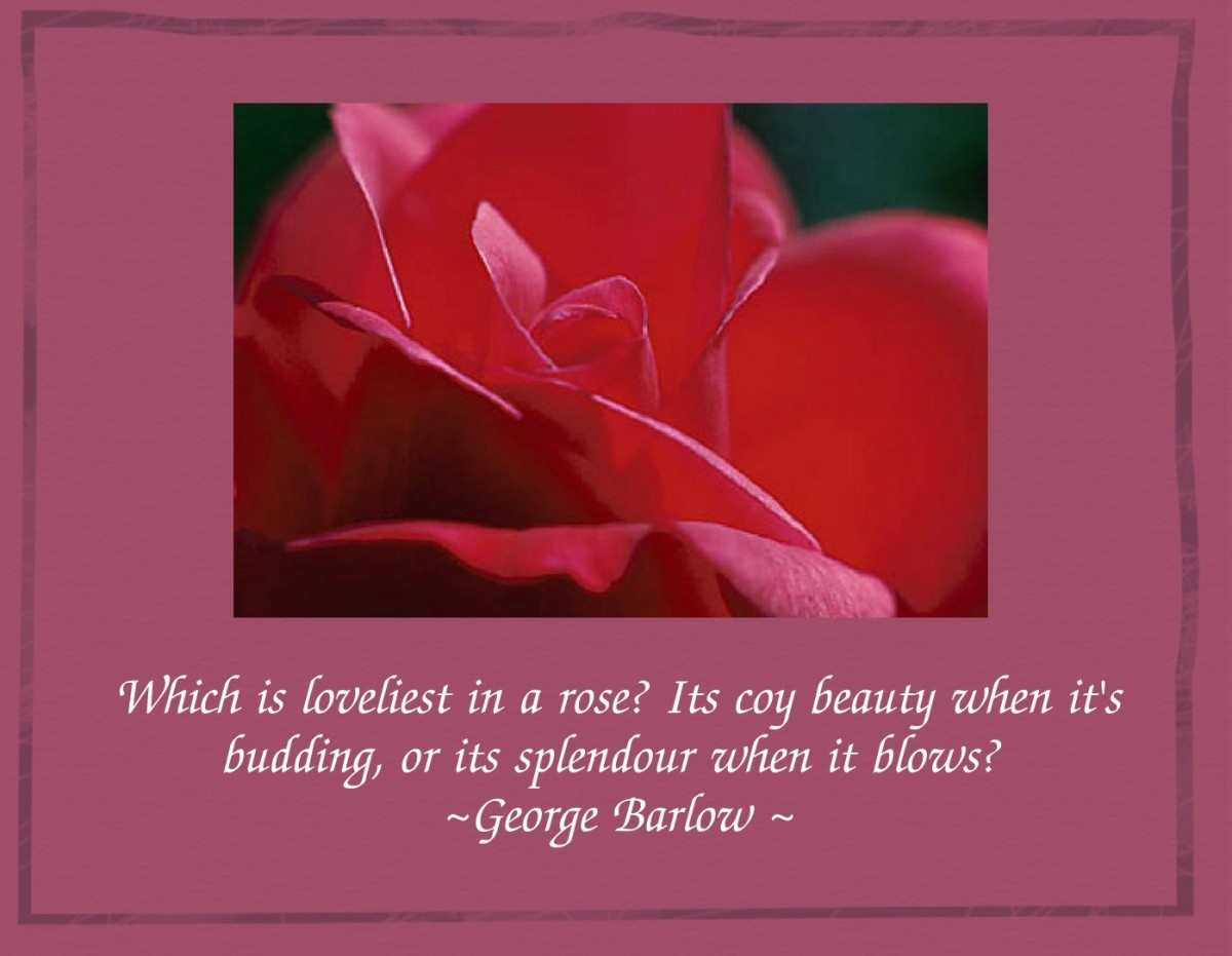 Quotations About Roses HubPages