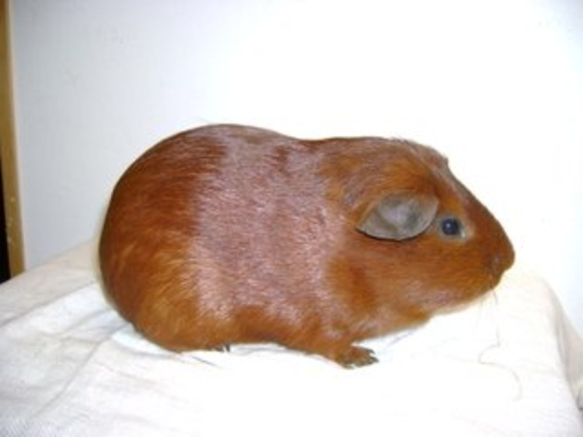 How to Care for and Choose Your GuineaPig (Cavy) PetHelpful