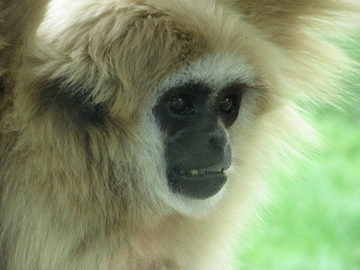 List of Top 10 Endangered Animal Species in Asia Owlcation