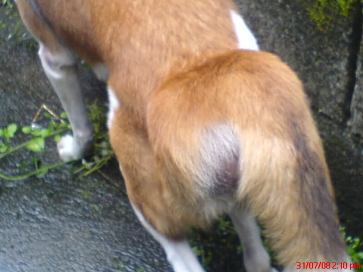 Perineal Hernia In Dogs
