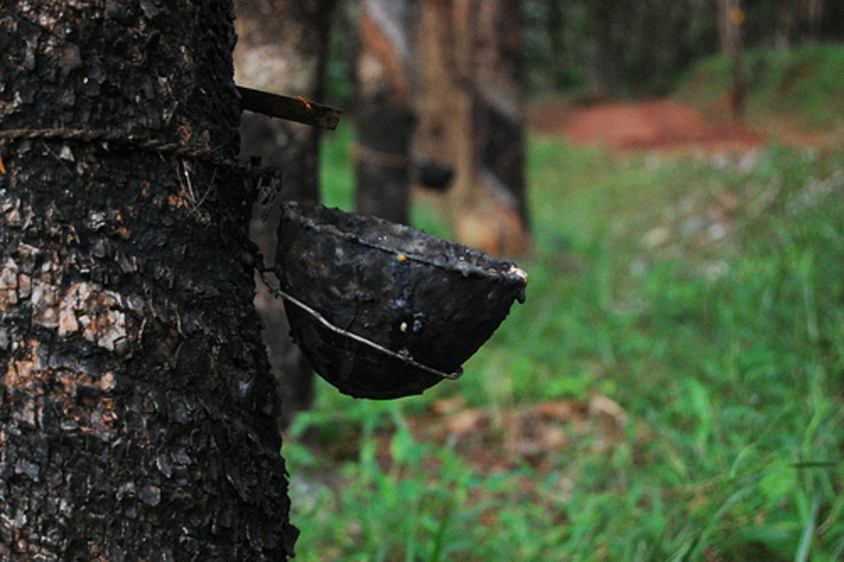 How to Make Natural Rubber Latex at Home