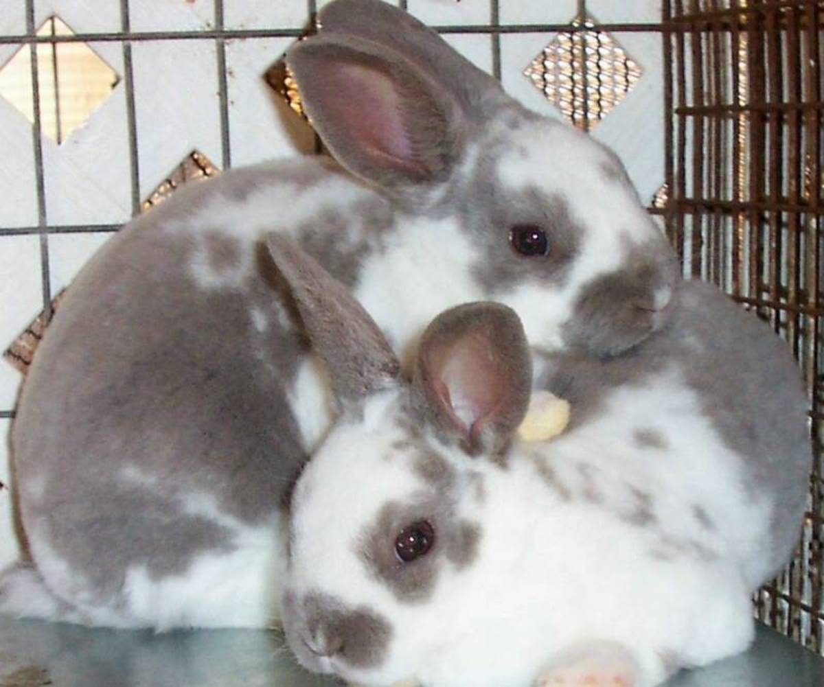 Bunny Breed Guide New Zealand White Rabbit PetHelpful