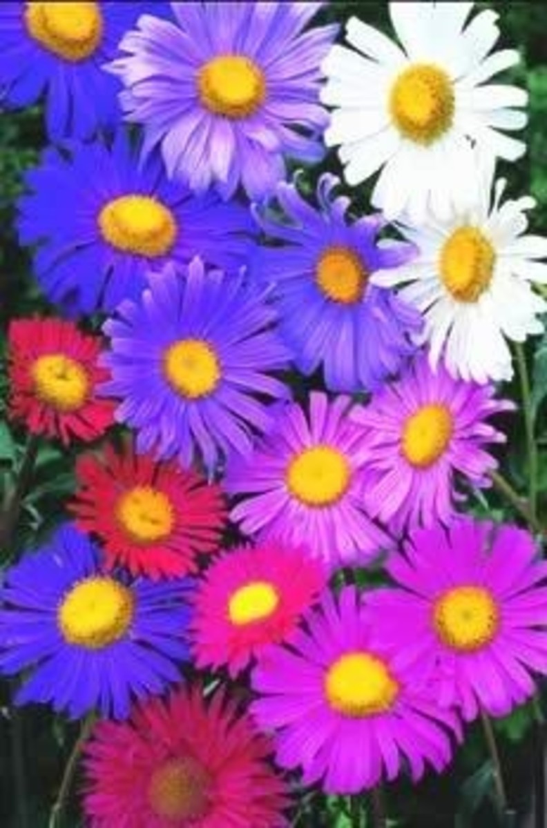ASTERS CHOOSE BETWEEN ANNUALS OR PERENNIALS HubPages