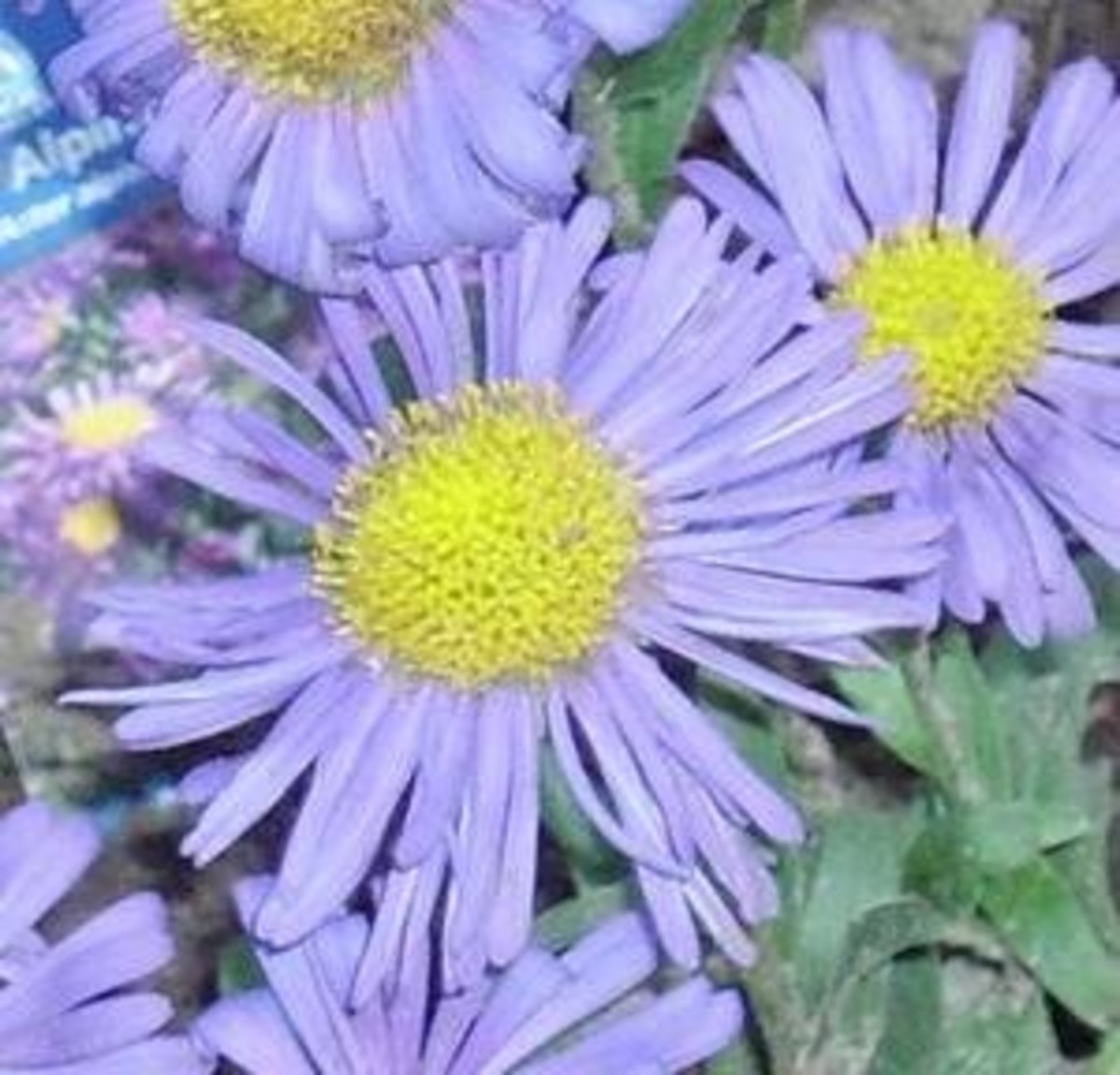 ASTERS CHOOSE BETWEEN ANNUALS OR PERENNIALS HubPages