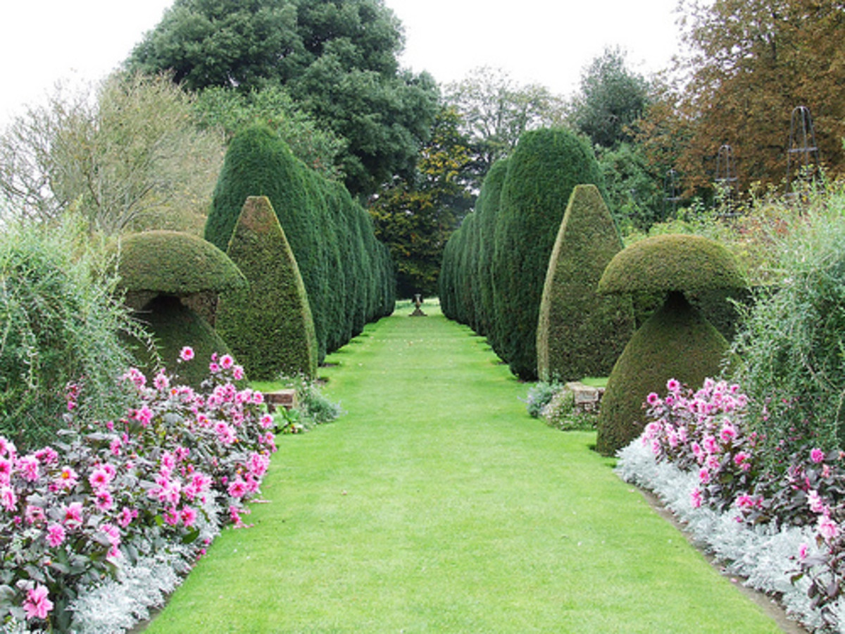 Best Ground Cover Plants for Lawn Peanut Plant and Carabao Grass