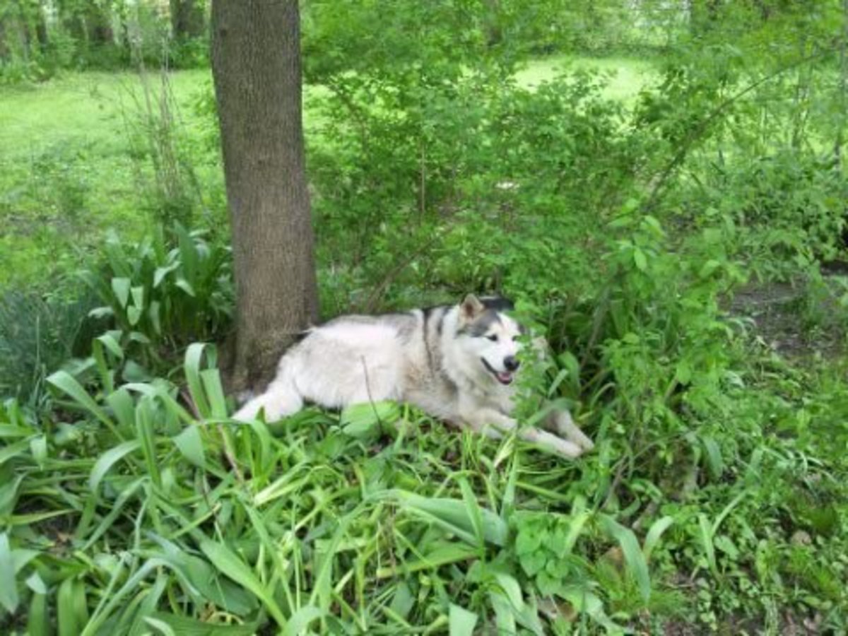 Apple Cider Vinegar to Remove Skunk Smells PetHelpful
