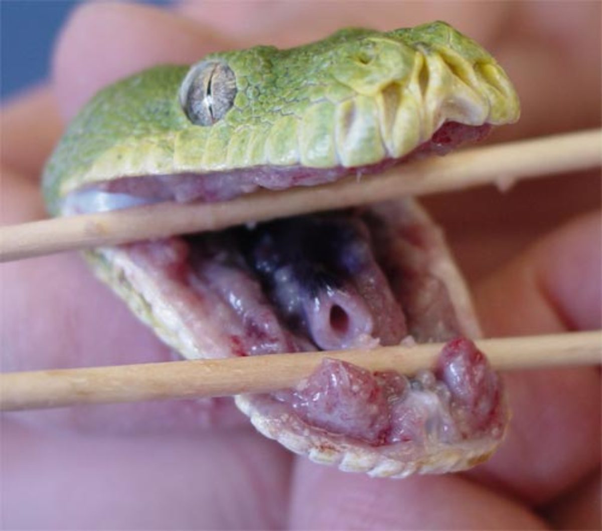 Common Health Problems for Pet Snakes PetHelpful