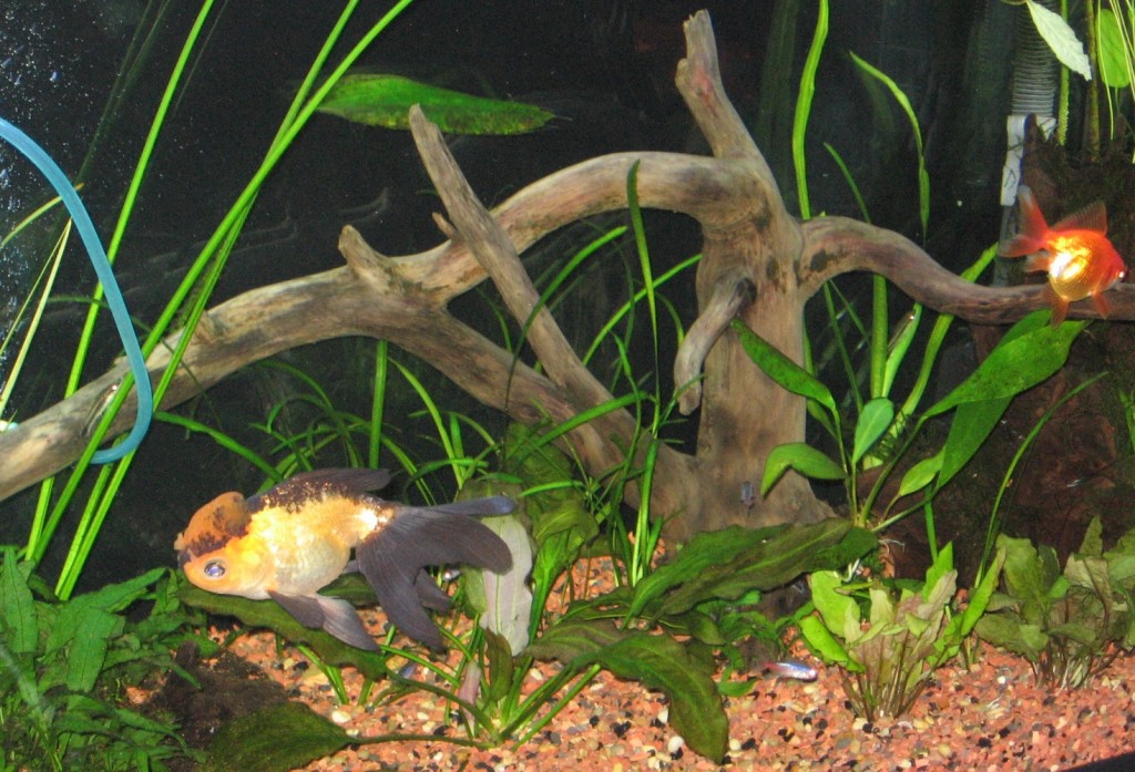 Finding, Cleaning & Attaching Aquarium Driftwood, How To & DIY HubPages