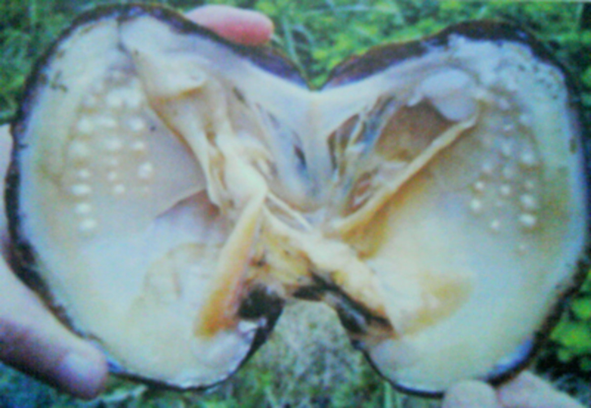 Freshwater Pearl Cultivation A profitable venture HubPages