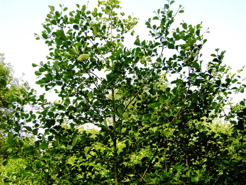 The Elegant Alder Tree HubPages