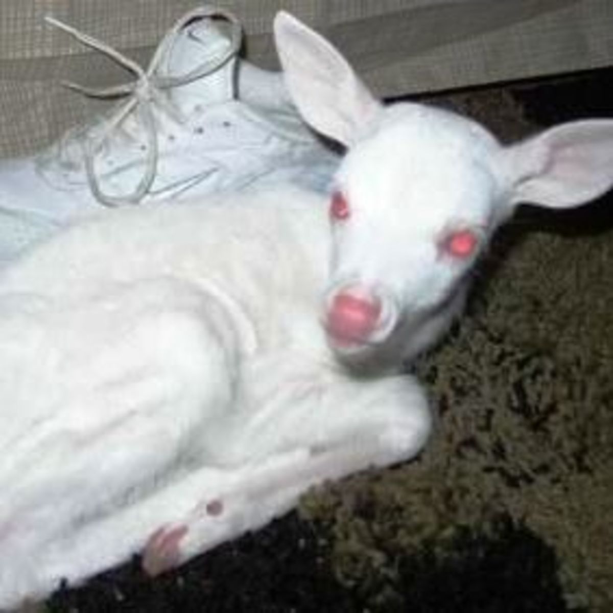 White, Leucistic and Albino Deer. hubpages