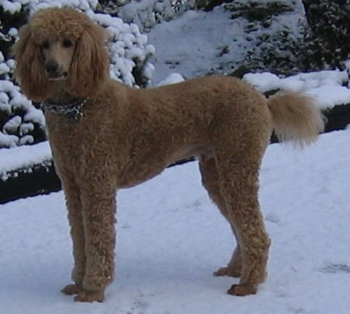 Is the Standard Poodle the Best Dog for You? PetHelpful