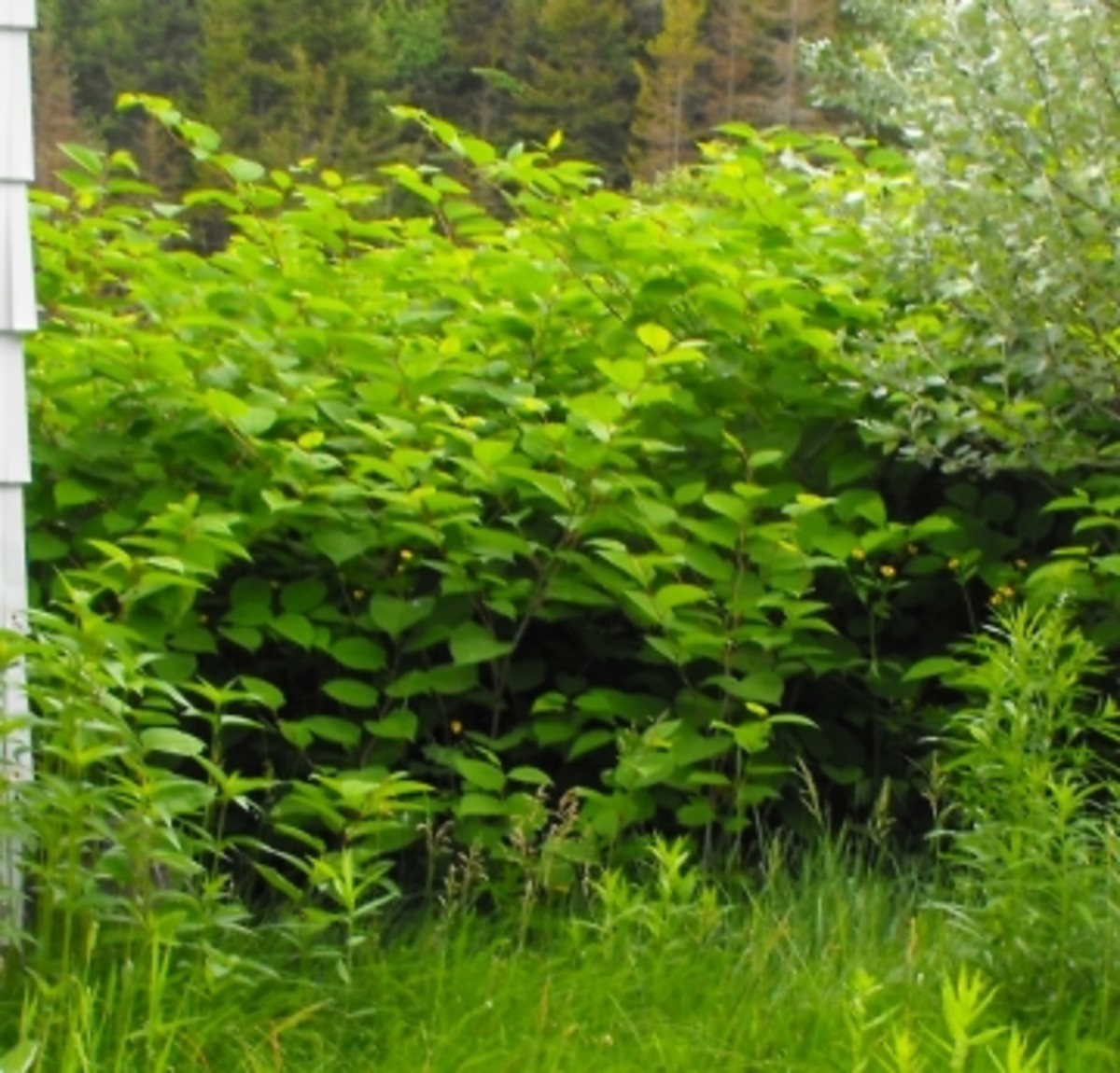 Knotweed Removal, Images, Information, Dangers & Solutions, Killing