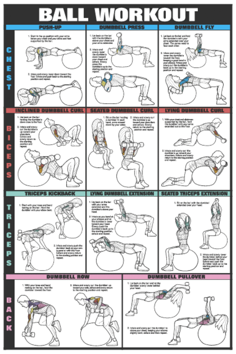 Bodybuilding Chest Exercises Chart At Home Images