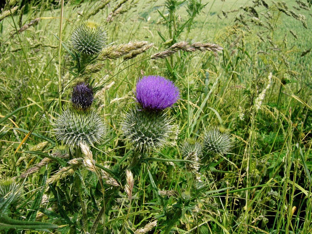 Thistles and Thistle like Flowers a Sequel to Daisy like Cultivars and Their Wild Relatives
