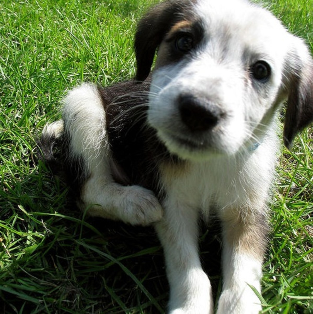 Four Great Large Dog Breeds With Long Life Expectancy PetHelpful