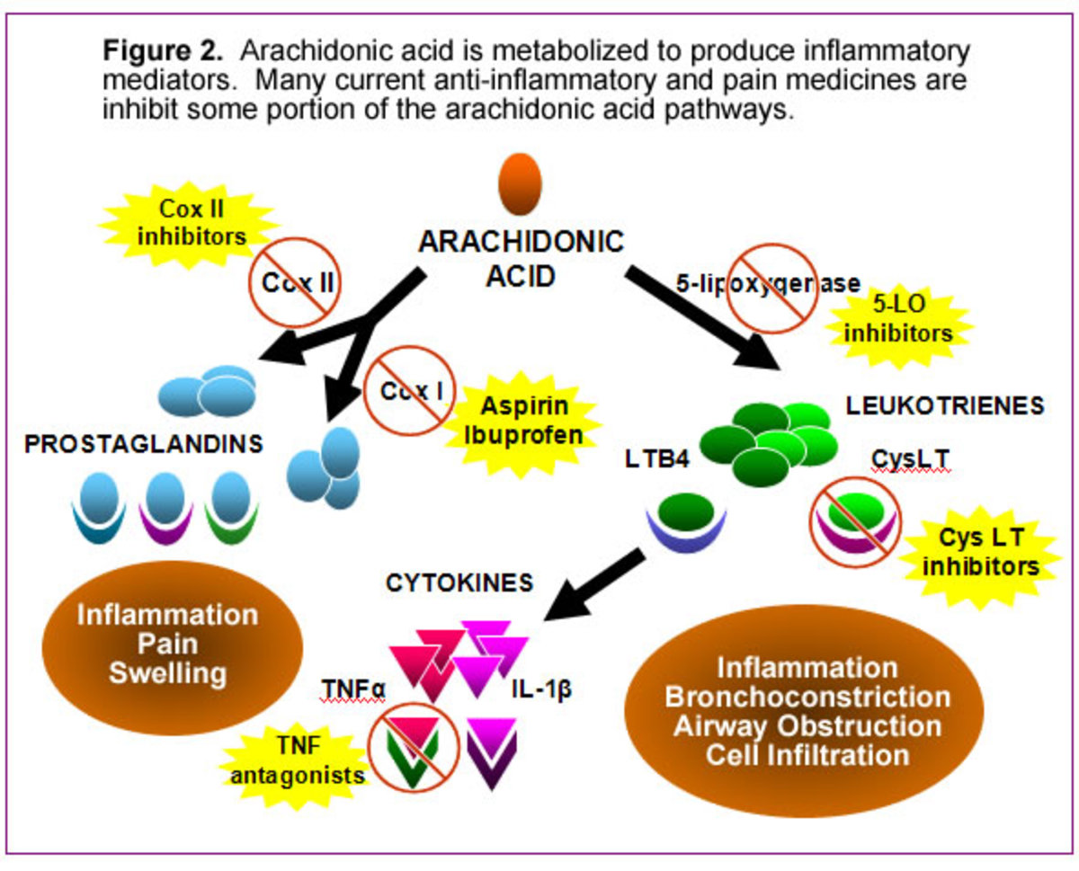 Physiology of Pain HubPages
