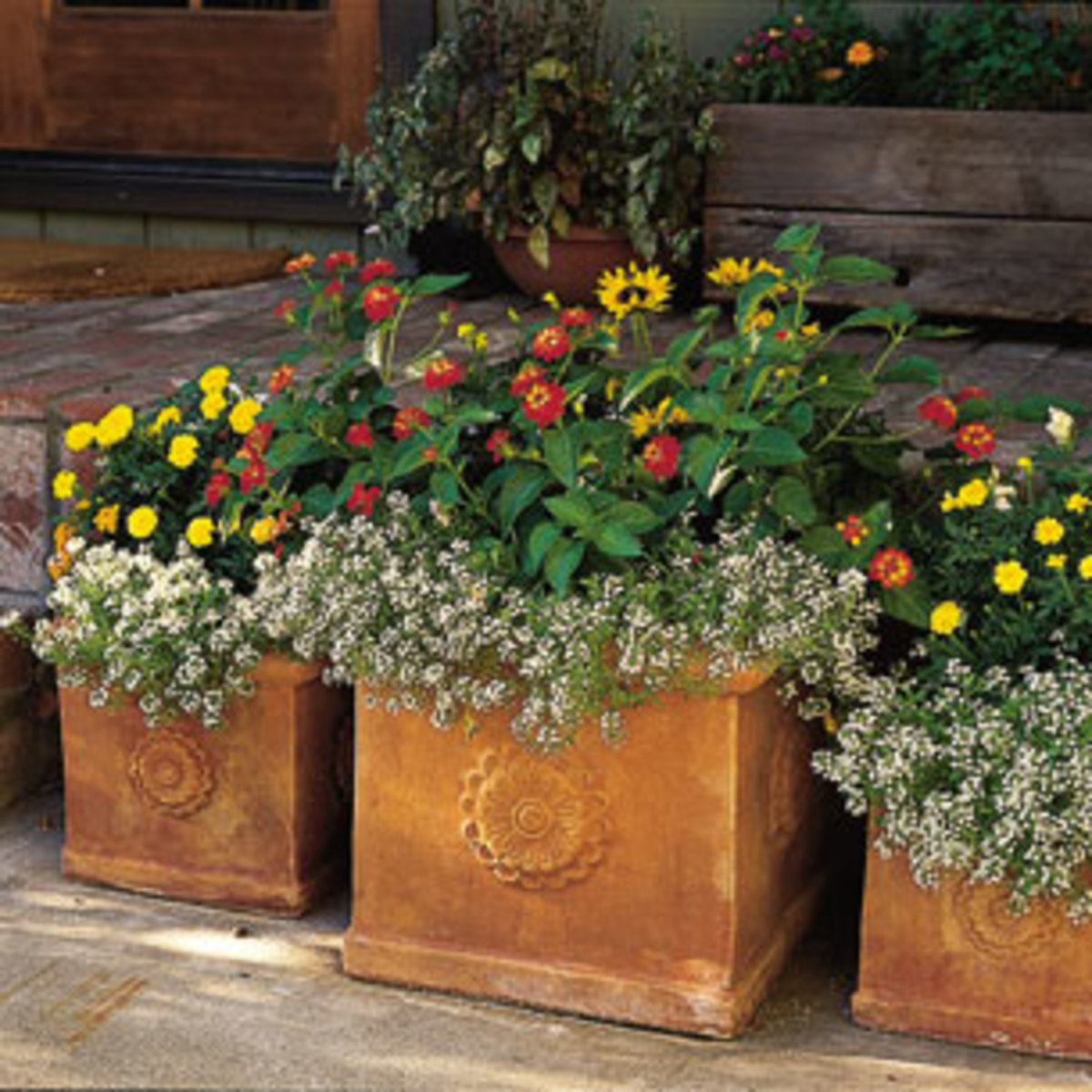 Desert Landscape Designs How To Start A Container Garden