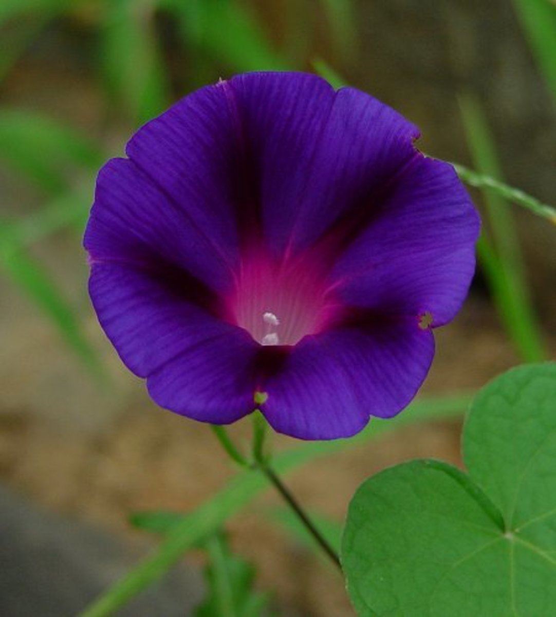 Ipomoea purpurea morning glory) tips and legends HubPages
