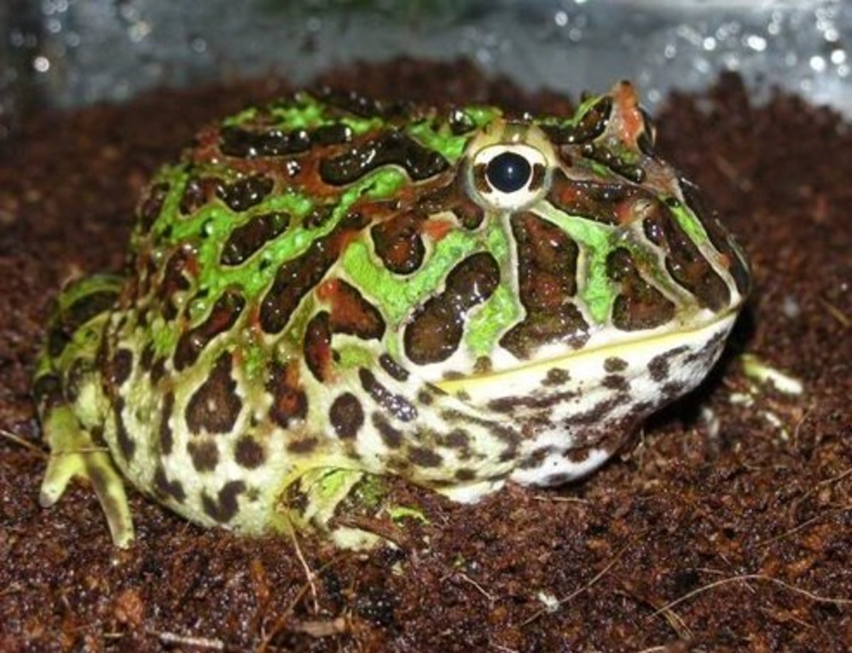 Best Pet Frogs for Beginners PetHelpful