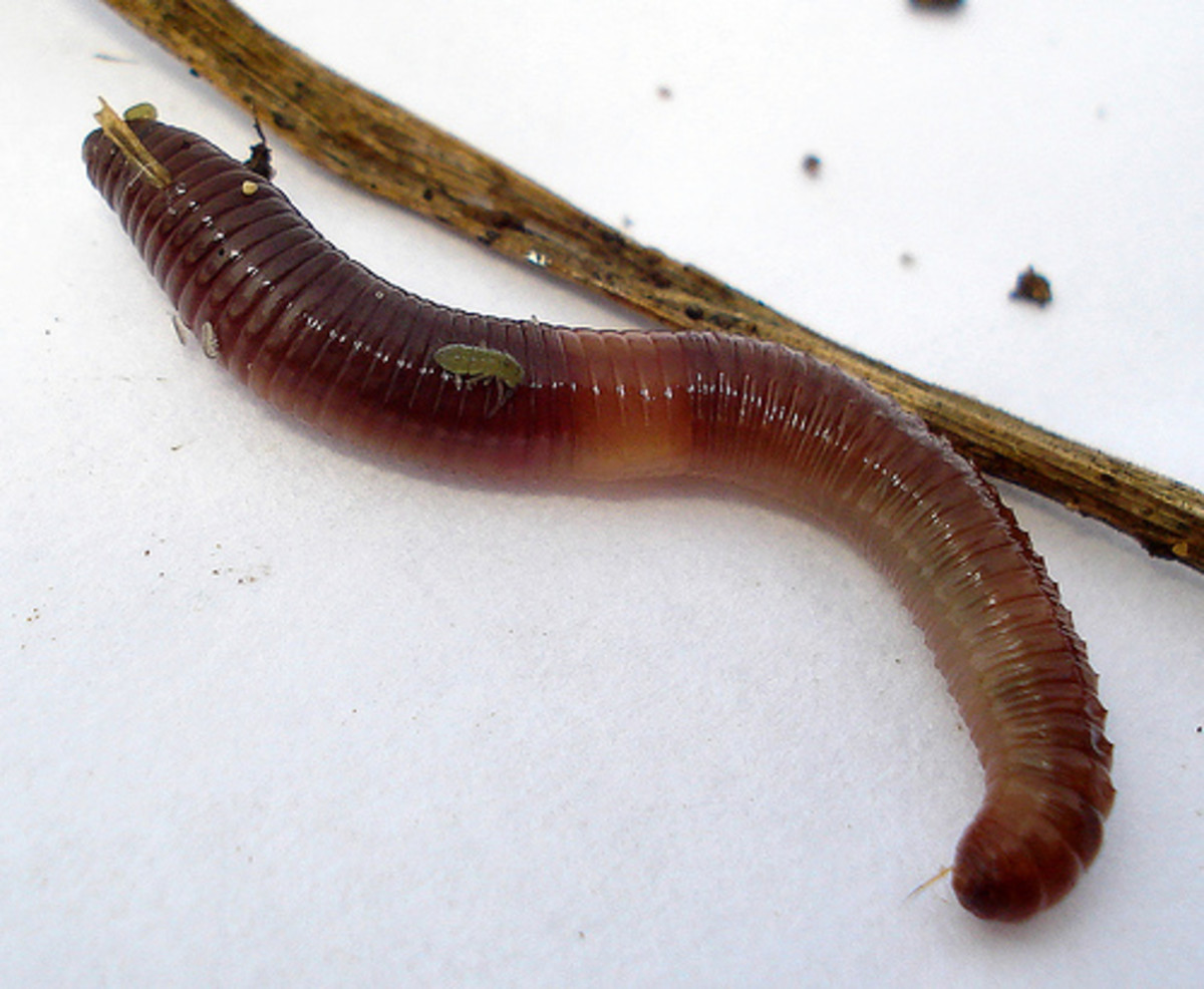 Worm 101 Earthworm Life Cycle and more HubPages