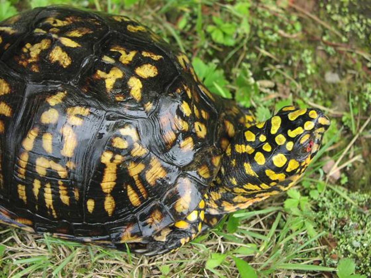 What You Should Know About Eastern Box Turtles HubPages