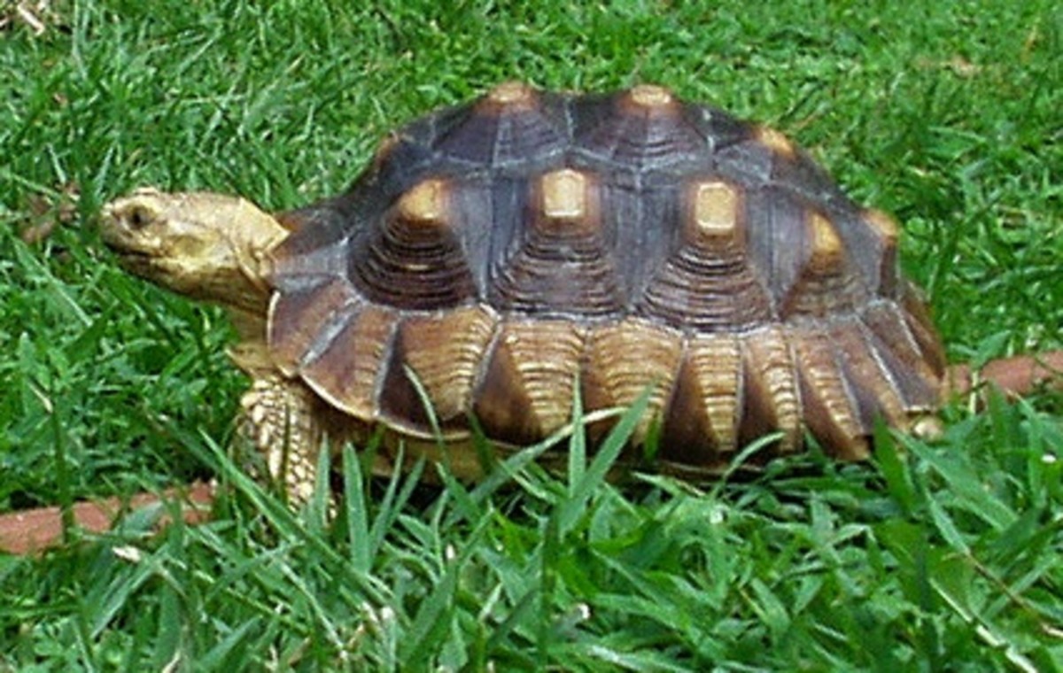 Edible Plants for Tortoises HubPages