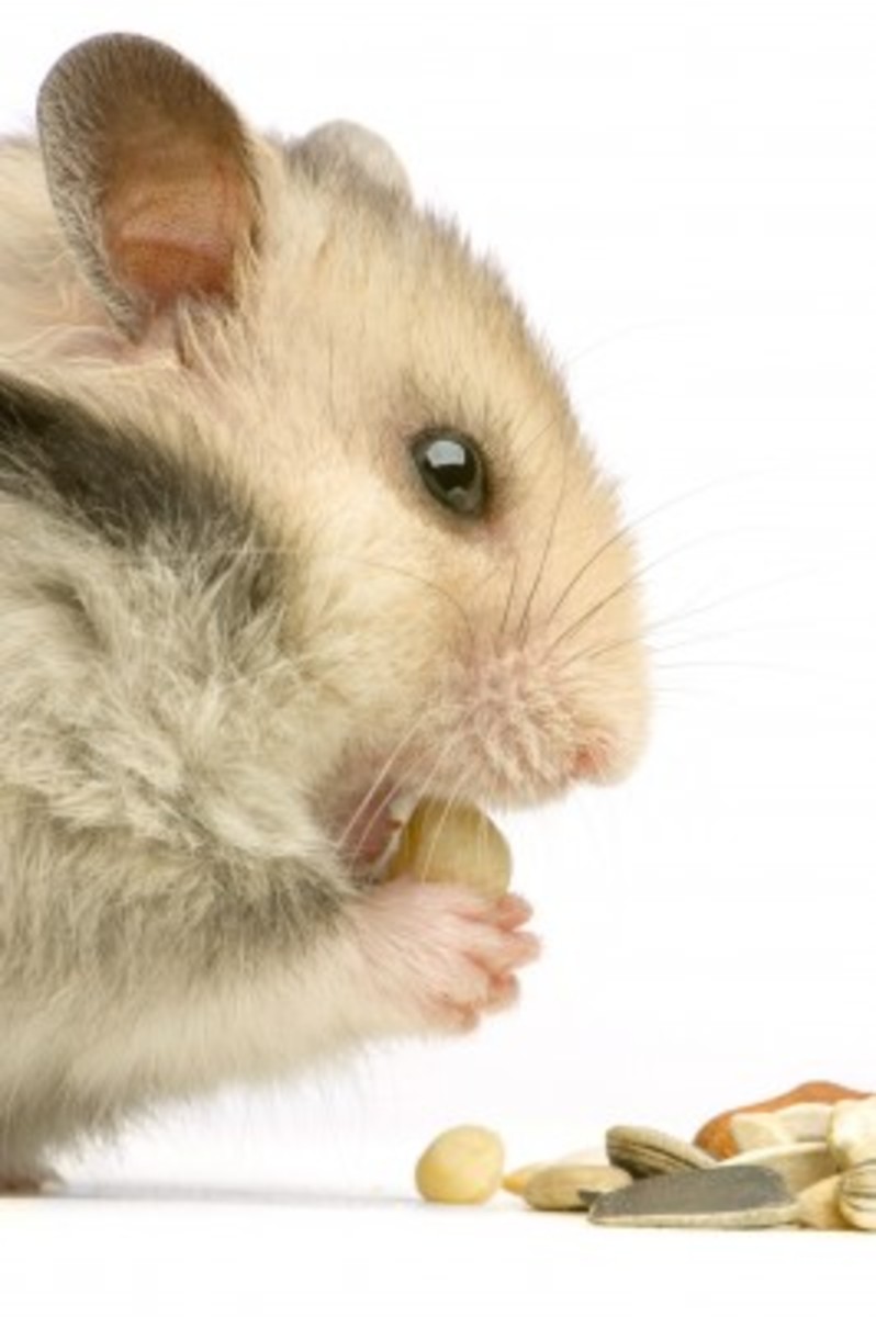 What You Should Know About Hamster Eating Habits HubPages