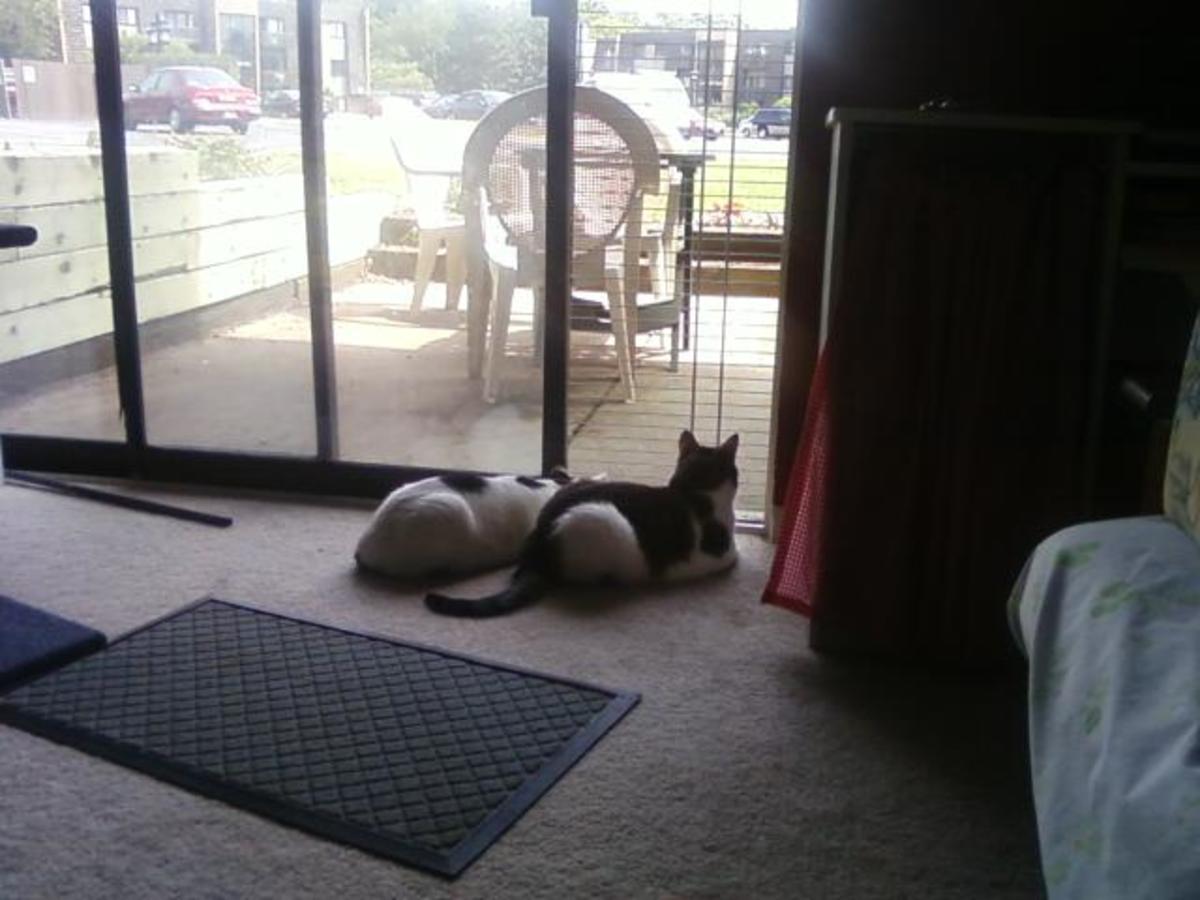 How to Make a PetProof Screen Panel for Your Sliding Glass Door