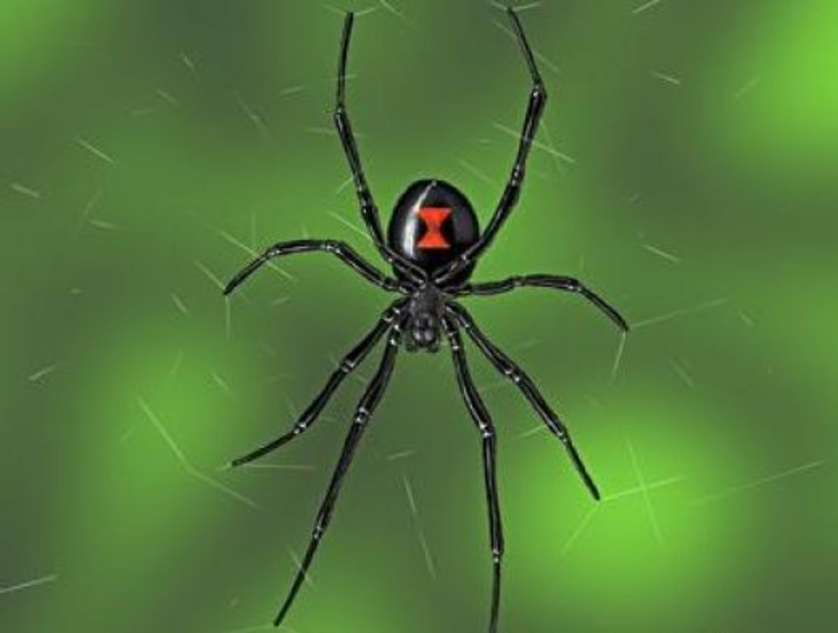 The Poisonous Black Widow Spider HubPages