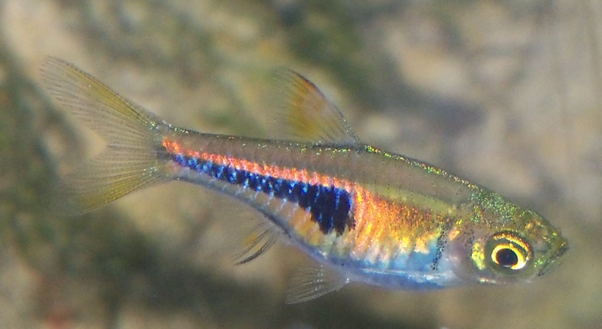 Aquatics Set Up a Fresh Water Aquarium for Cheap! PetHelpful